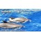 Abrazo Catamaran Private Charter